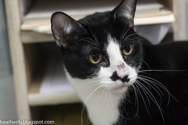 Pima Animal Care Center