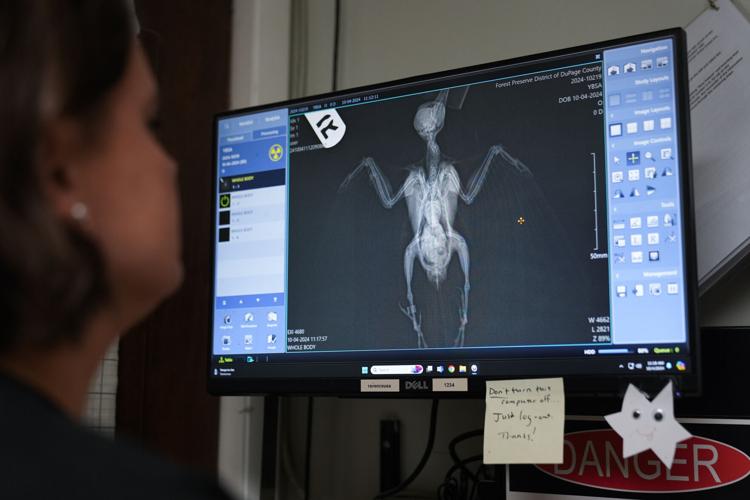 Bird Strikes Chicago