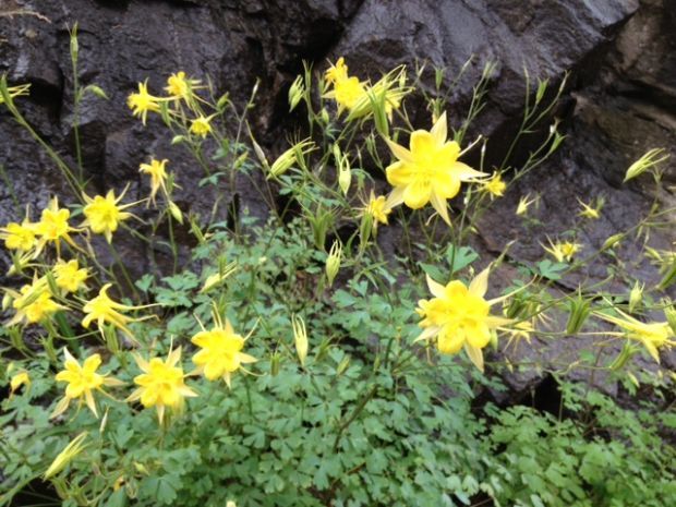 Mount Lemmon in full bloom thanks to monsoon