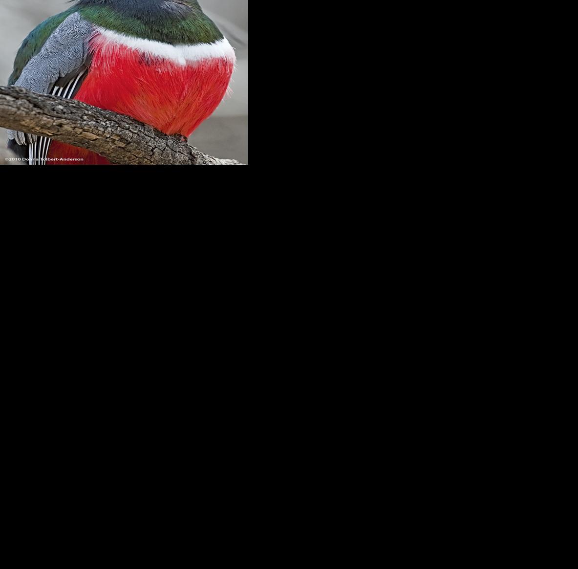 2019 Southeast Arizona Birding Festival