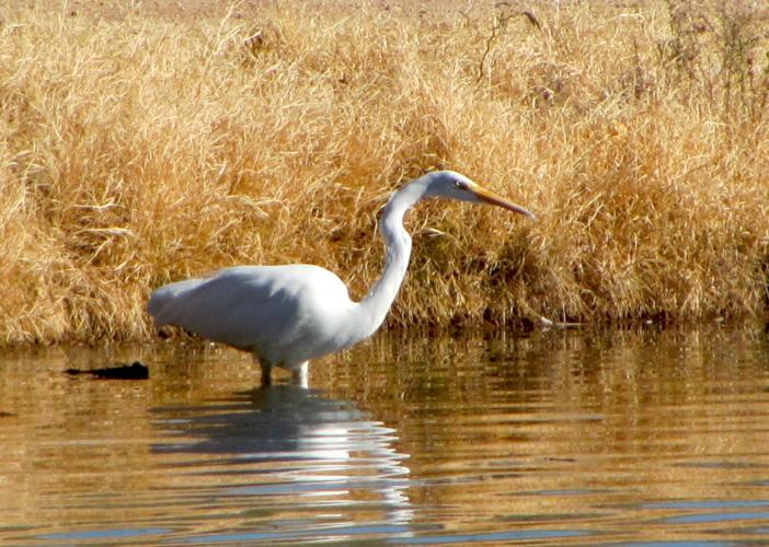 Great Egret thriving in Somerset - BirdGuides