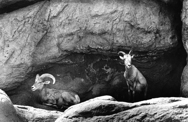 Tucson Animal Tails: Bighorn proves his ramhood