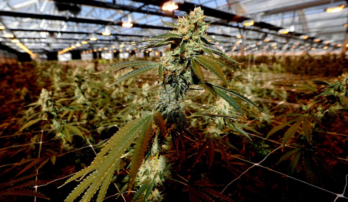 Earth's Healing Plant 1 (copy)