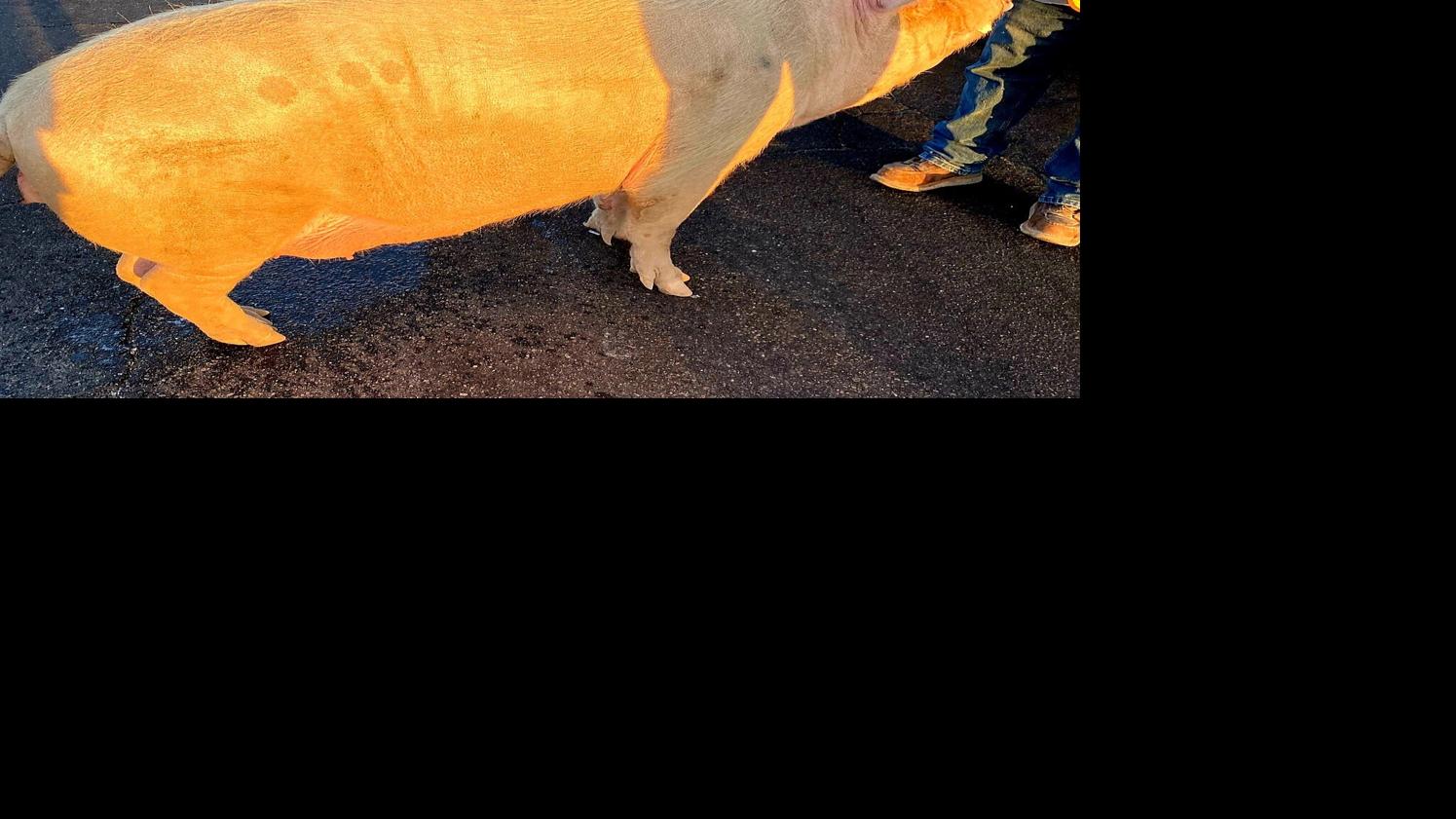 Tucson pig is a real road hog