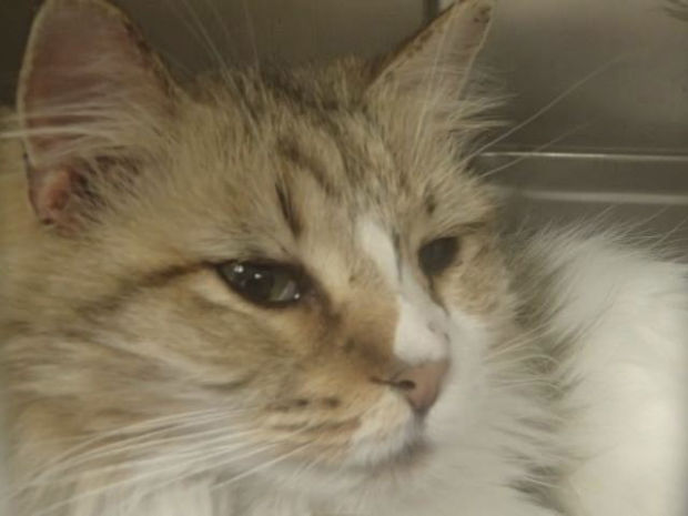 Pima Animal Care Center