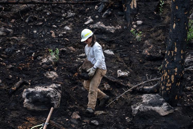 The race is on to restore a spring-fed creek torched by huge Arizona wildfire