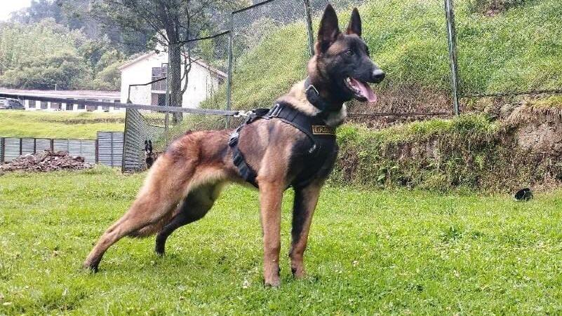 Wilson the Belgian shepherd lost in Amazon