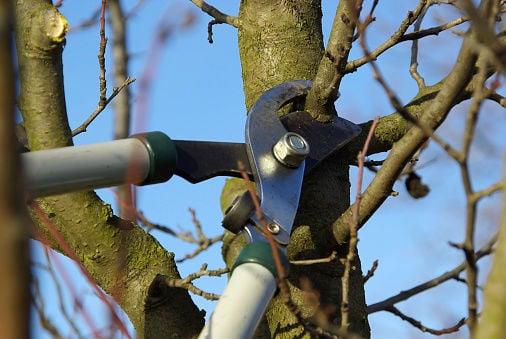 Find an arborist