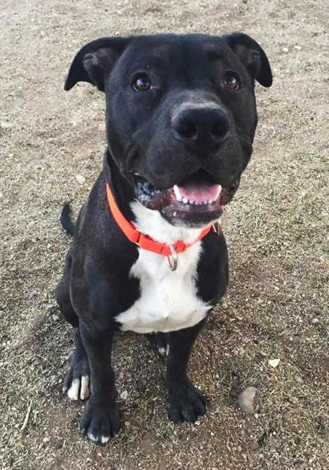 Adopt a friend
