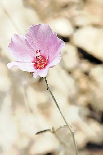 Wildflowers: Grow wild grow free  