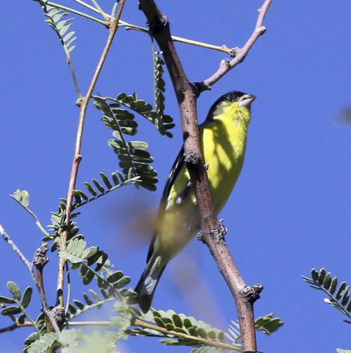 Wake up with the birds