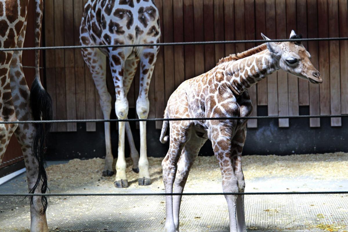 Baby zoo animals