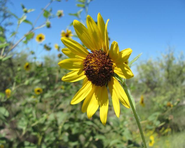 Blooms at Agua Caliente Park