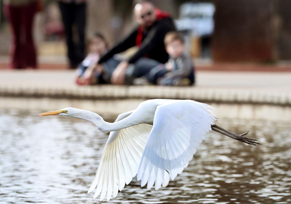 Egret, Reid Park, 2022