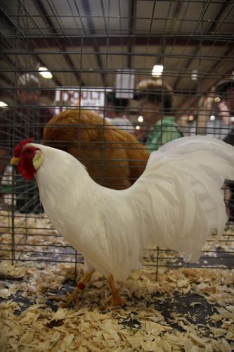Pima County Fair's poultry show