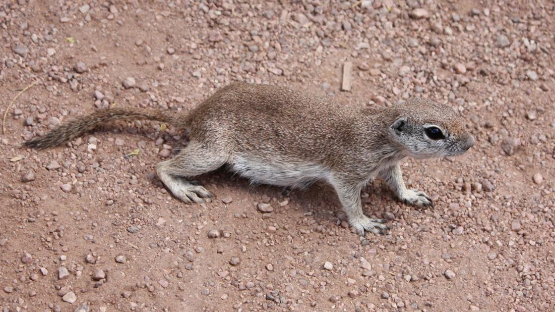 You Can Contain Ground Squirrels Tucson Com