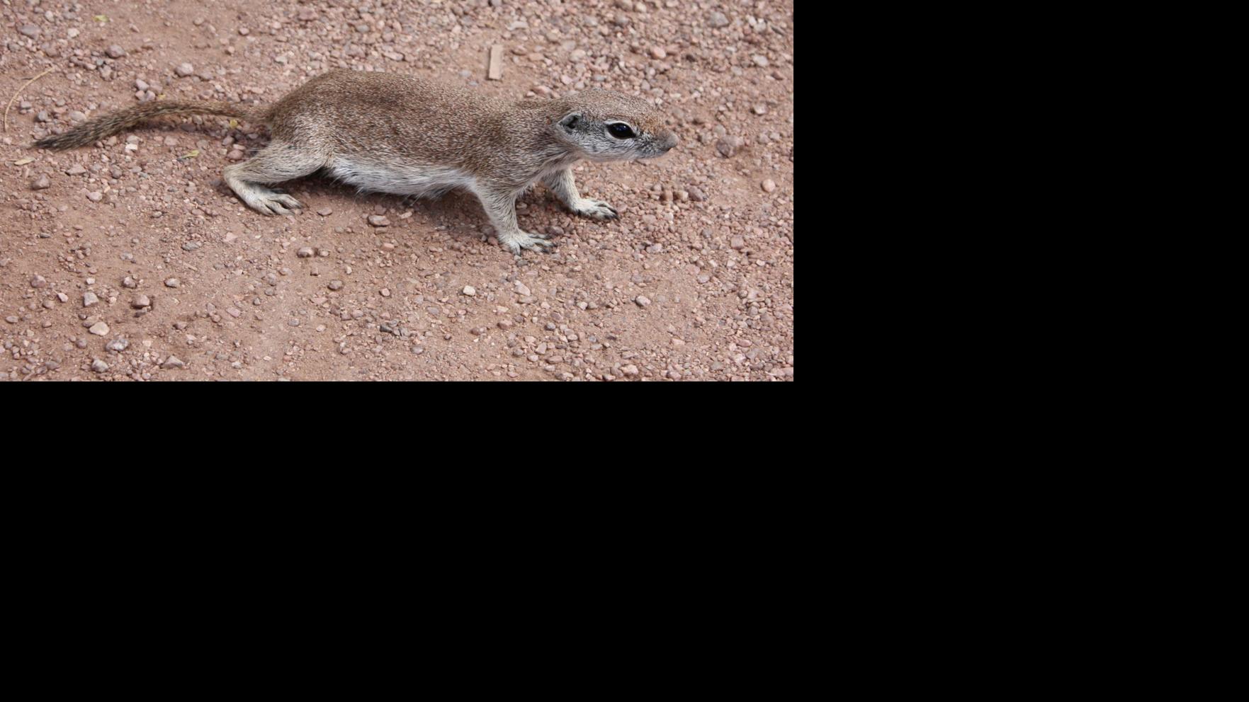 You can contain ground squirrels tucson com