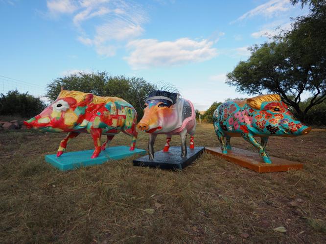 Javelinas de Tubac