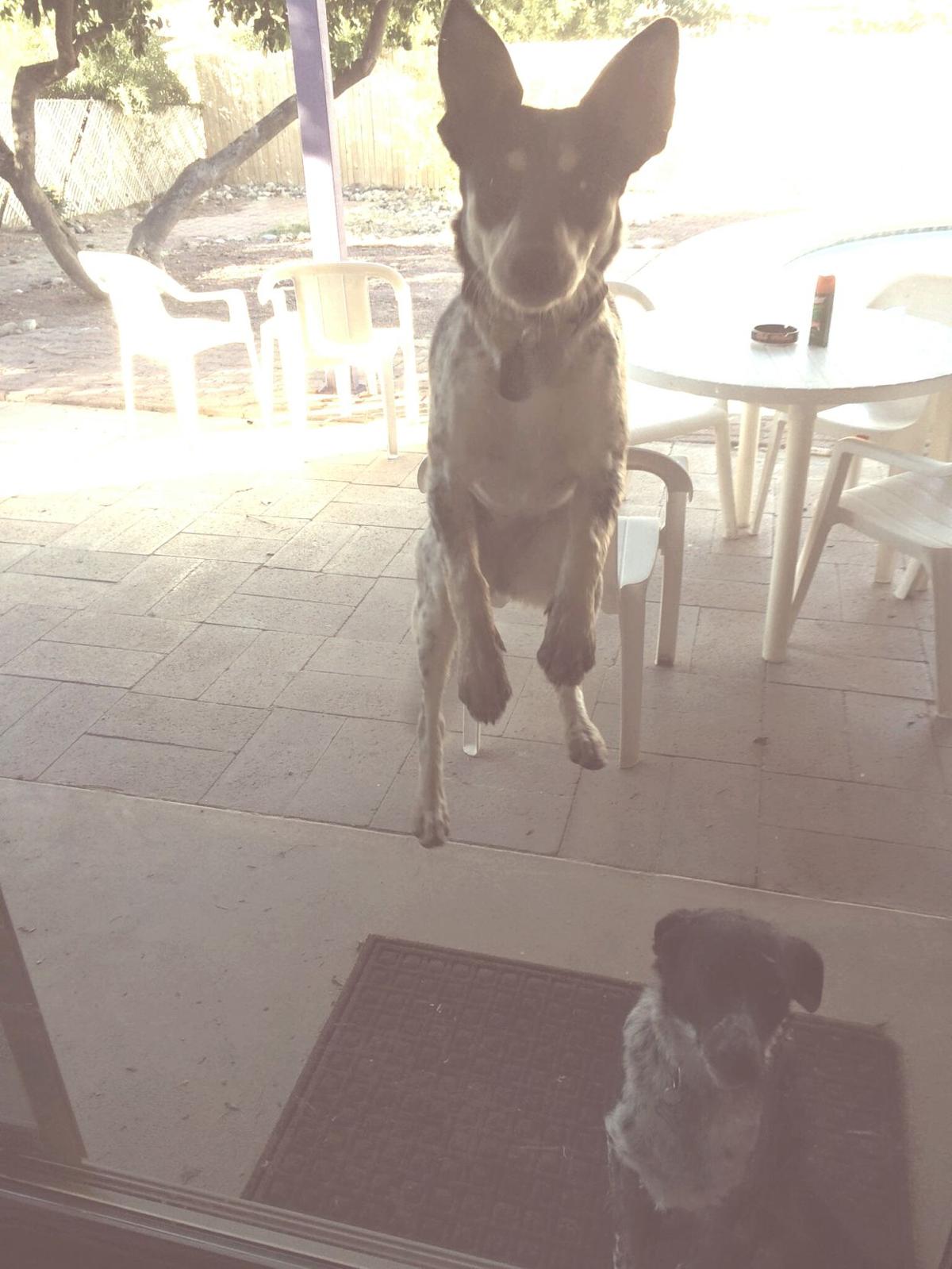 Tucson Pets Craigslist - ha860i5