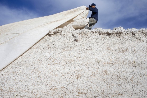 AZ cotton farms adapt to new competition    