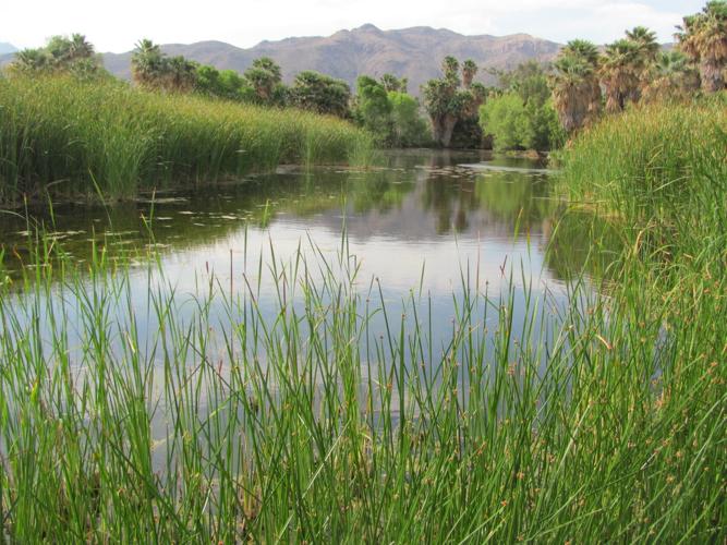 Cattails around pond