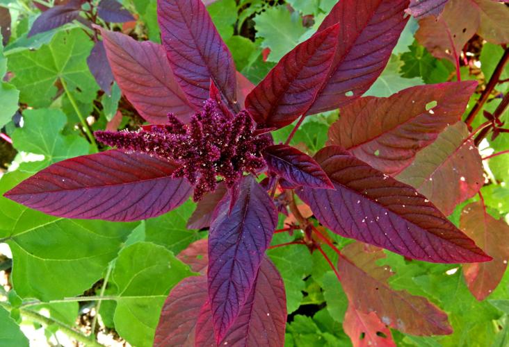 Flowering and edible plants