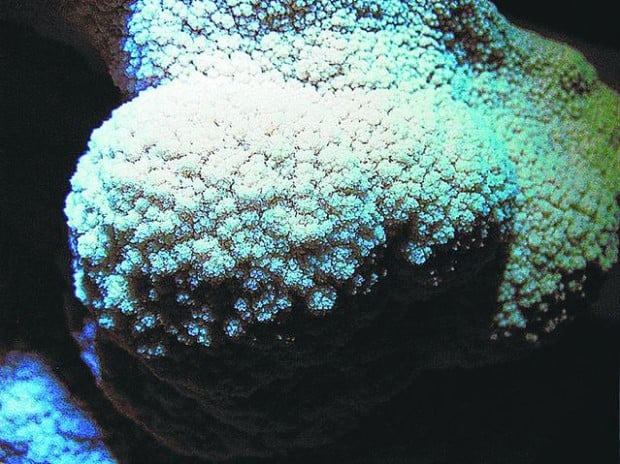 Snowy River crystal formations in N.M. a one-of-a-kind treasure  