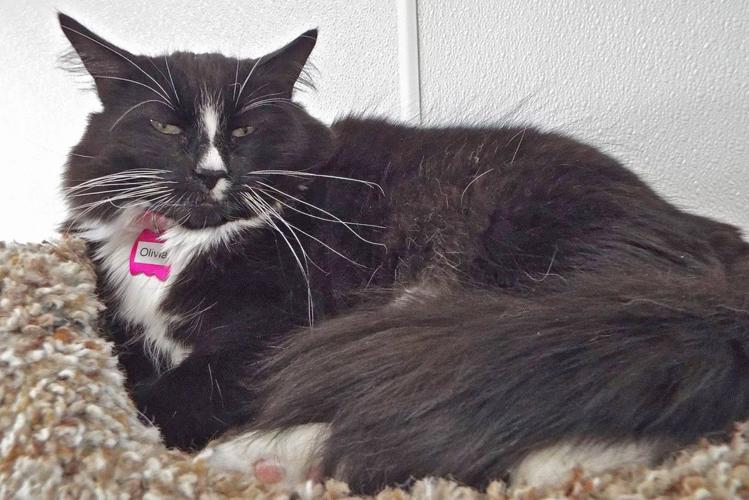 Adopt a friend: Olivia