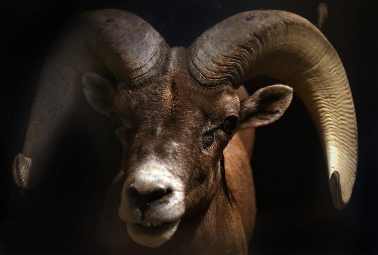 Baby bighorn lamb at the Desert Museum