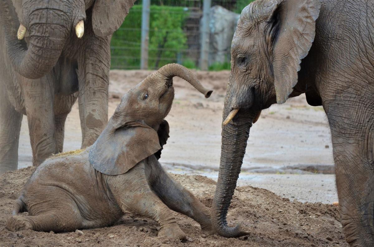 Reid Park Zoo, baby elephant