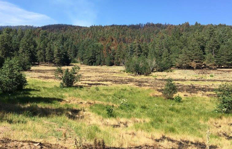 Coronado National Forest