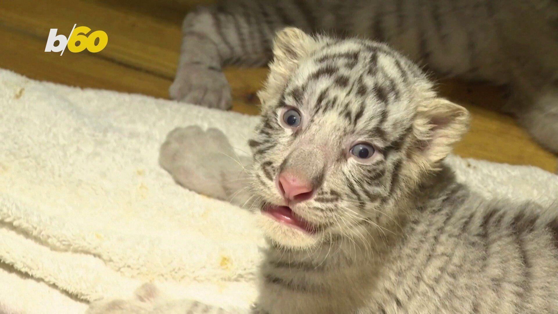 Extremely rare white Bengal tiger gives birth to sextuplets in China