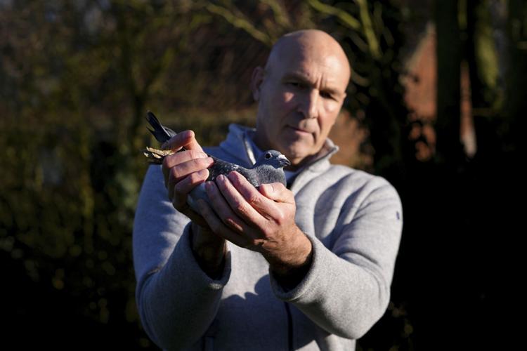 Belgium Grand Theft Pigeon