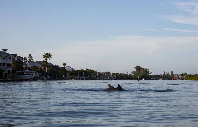 A late afternoon kayak paddle in the Venice Inlet, near the city's manmade jetties, lets visitors get up close with dolphins and other aquatic wildlife on Jan. 15, 2020.