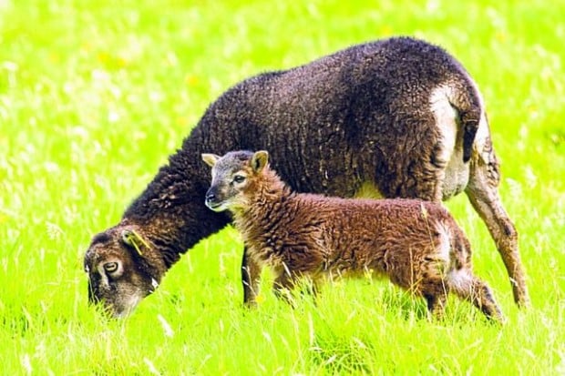 Scottish sheep shrink as temps rise, study finds  