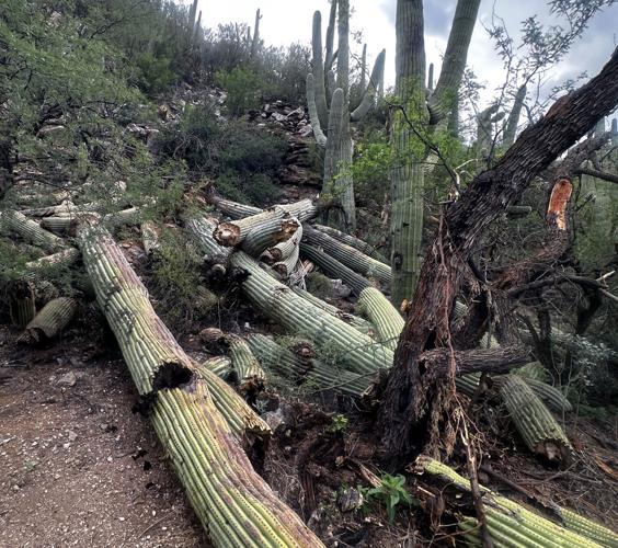 Saguaros in Sabino toppled after Tucson storms
