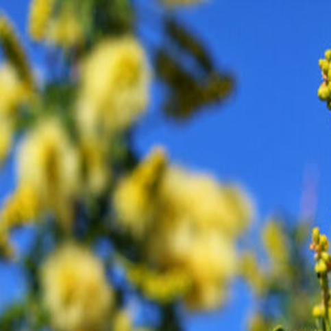 Why plant names change