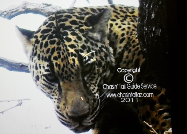 Avistamiento de dos jaguares en Arizona genera entusiasmo   