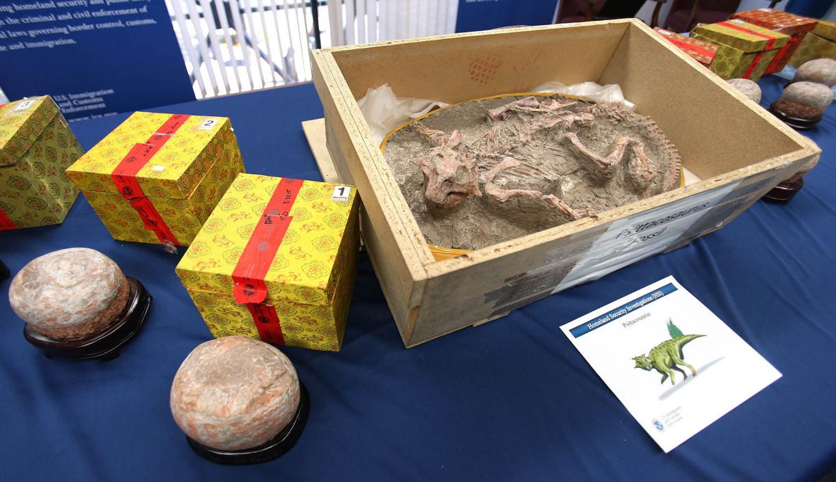 buy dinosaur fossils