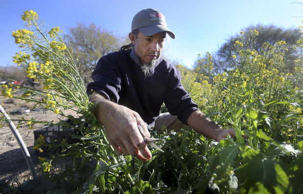 River Road Gardens at Tucson Waldorf School
