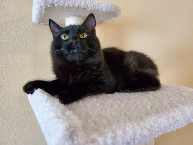 Adopt a friend: Cubby
