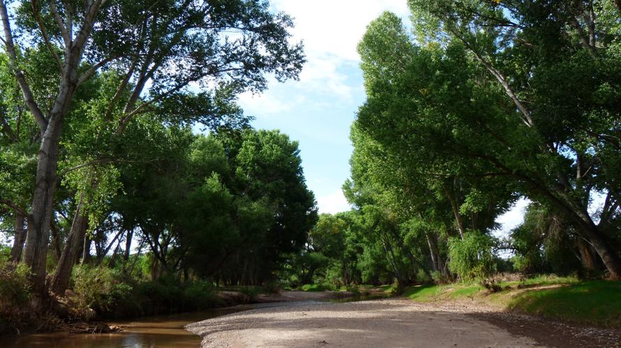 Gray Hawks, San Pedro Riparian National Conservation Area