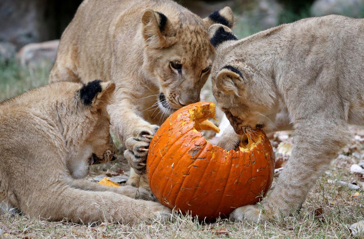 Baby zoo animals