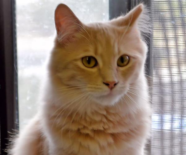 Adopt A Friend: Sprite