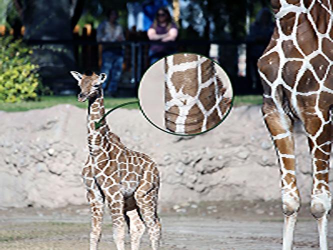 Tucsonans choose valentine of a name for zoo's giraffe baby