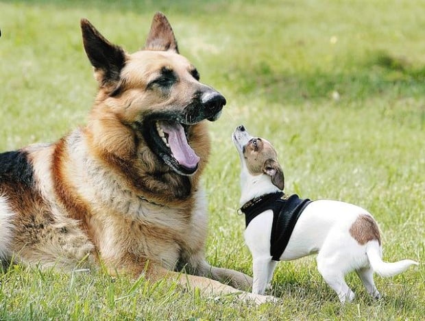 It's not the size of the dog in the drug fight ...  