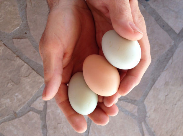 The Big Egg Throwdown: Factory vs. organic experiment