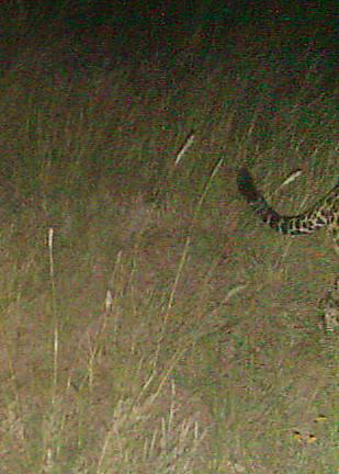 Jaguar photo taken near Rosemont