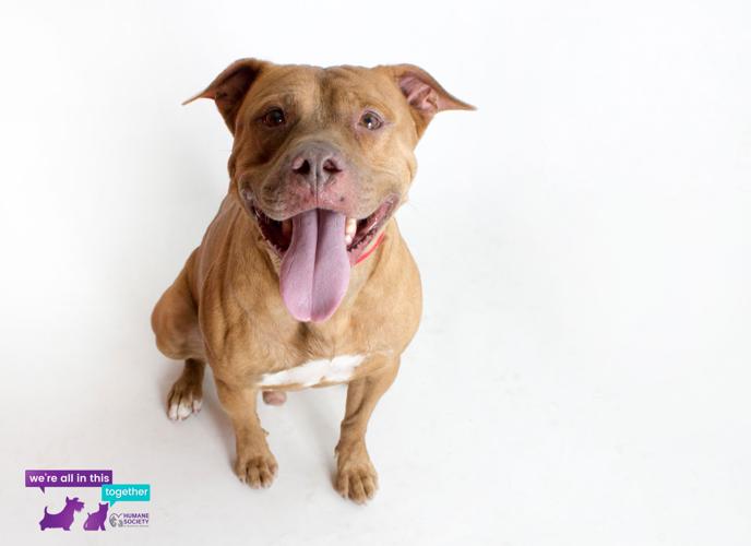 Adopt A Friend: Barry