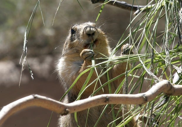 The Arizona-Sonora Desert Museum at 60 years old